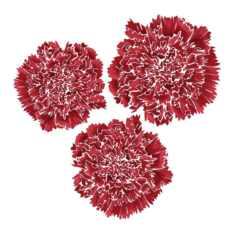 Carnations