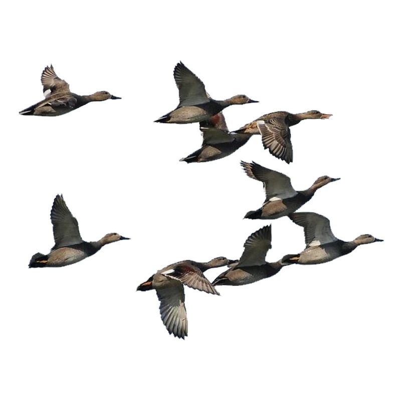 bande de canard en vole