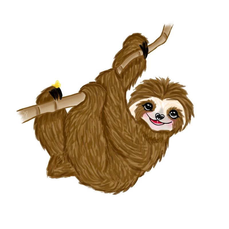Baby sloth