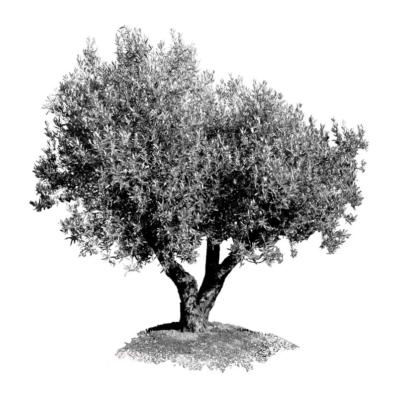 Der alte Olivenbaum