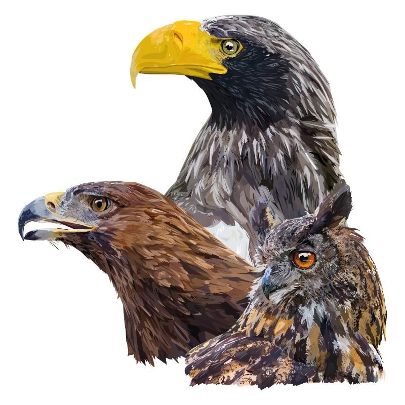 Oiseaux de proie