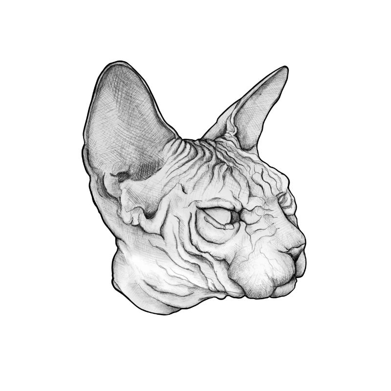Sketch Sphynx Cat