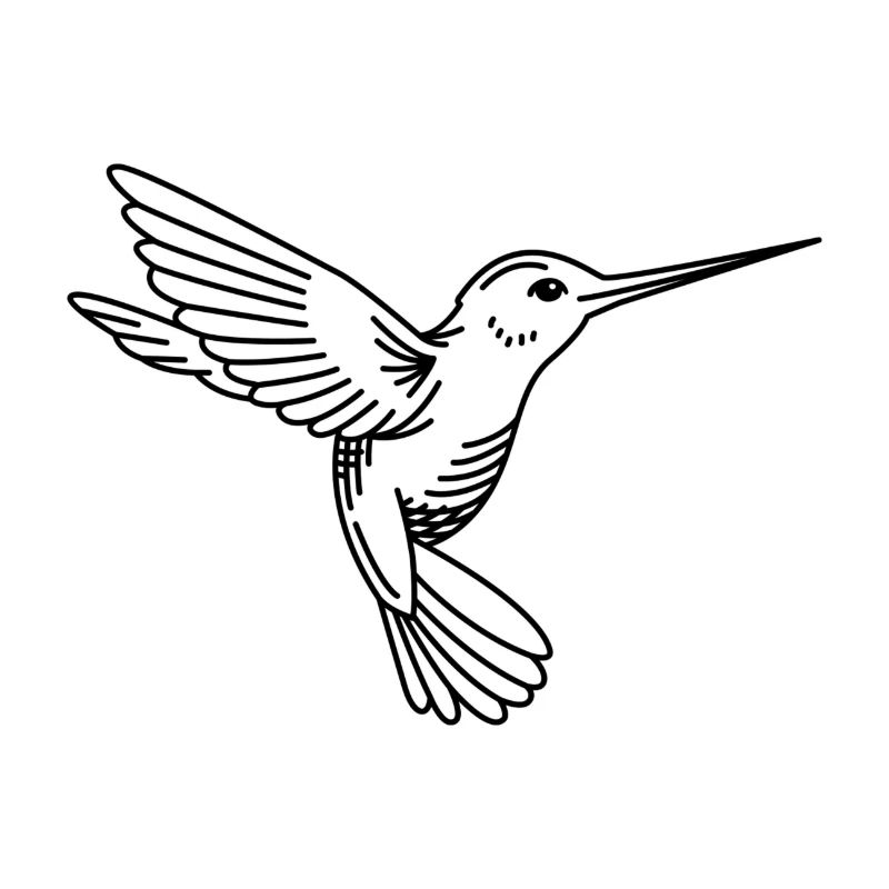 Hummingbird Drawing