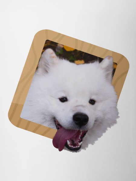 Samoyed puppy in a frame