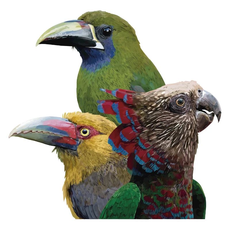 Toucans and parrot