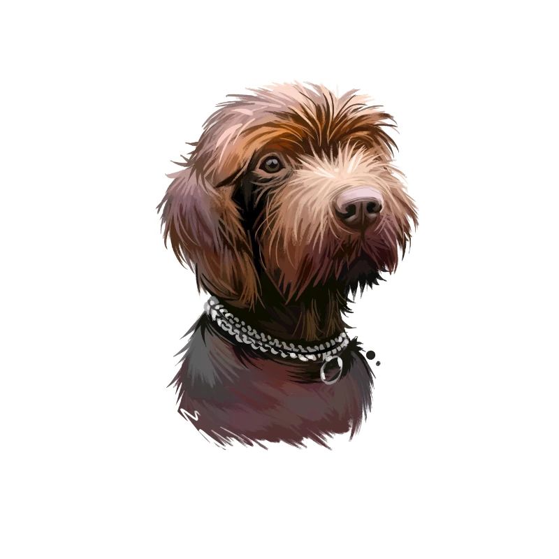 Pudelpointer Hund Aquarell Illustration