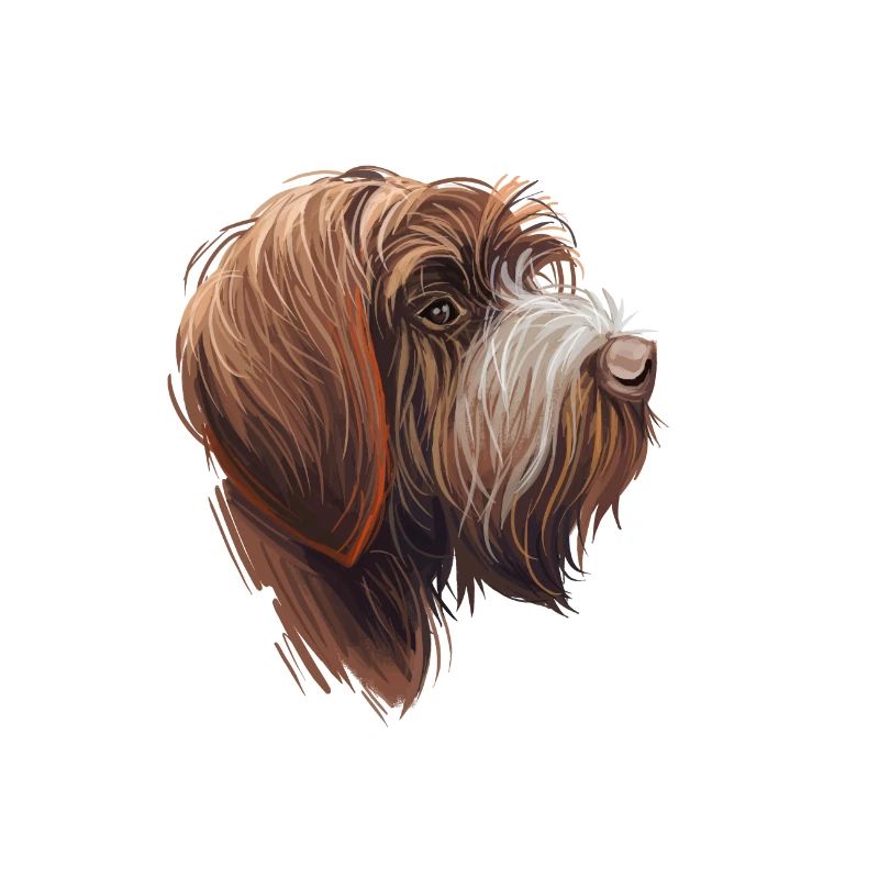 Wirehaired Pointing Griffon Dog Illustration