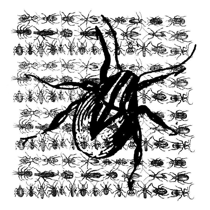 Araignée Chwat
