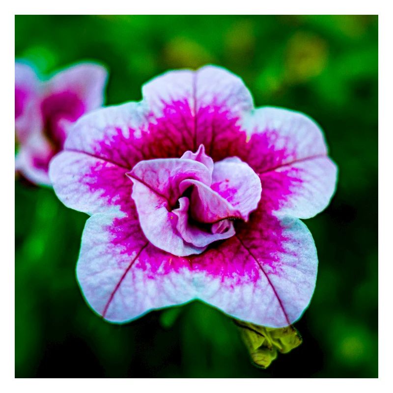Spring flower