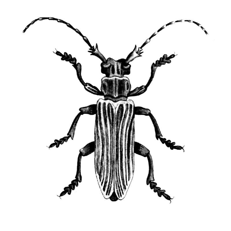 Scarabée