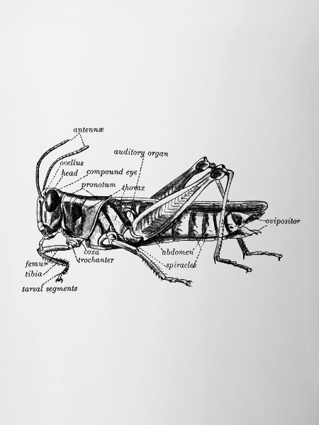Grasshopper