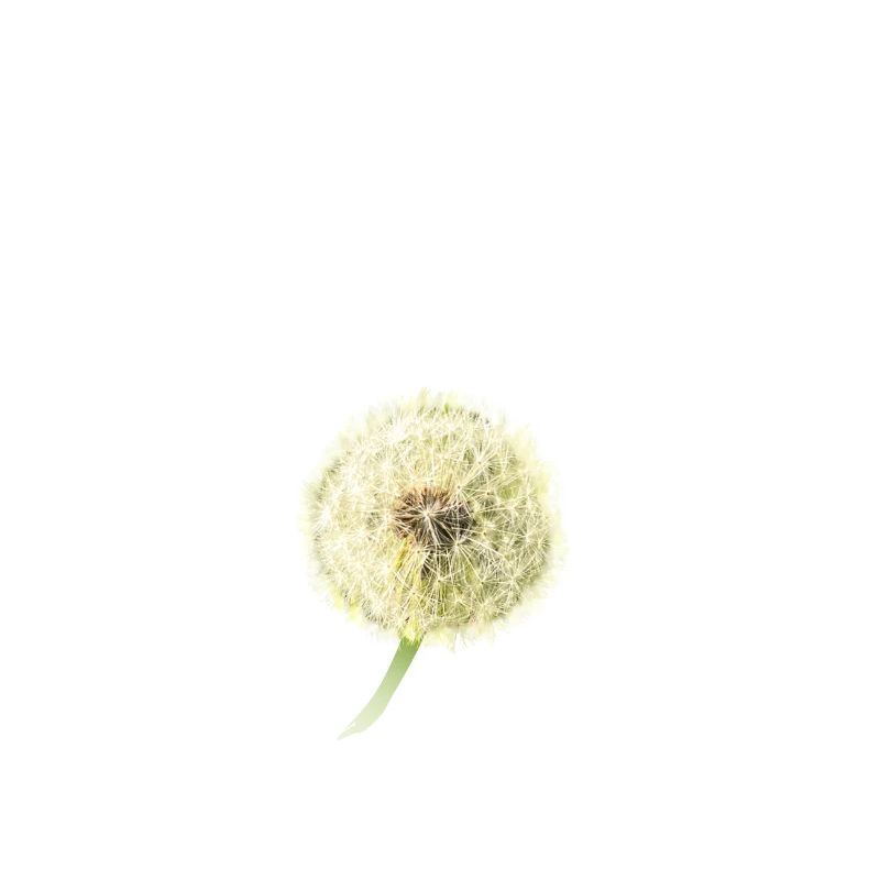 make a wish Dandelion