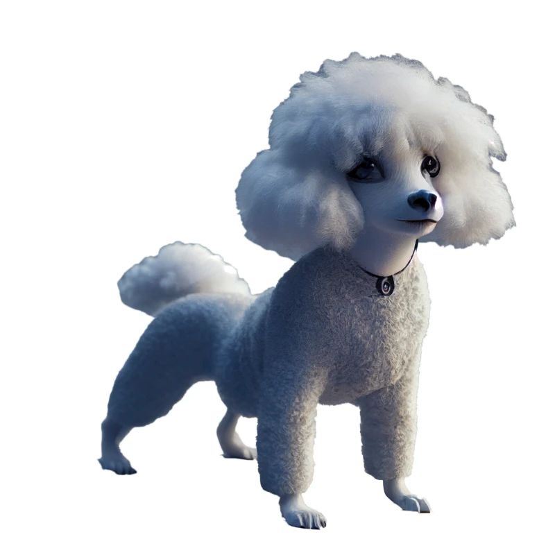 Caniche Dog - Caniche
