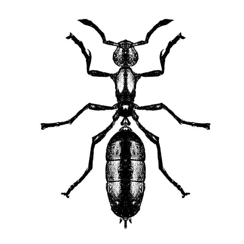 Ant