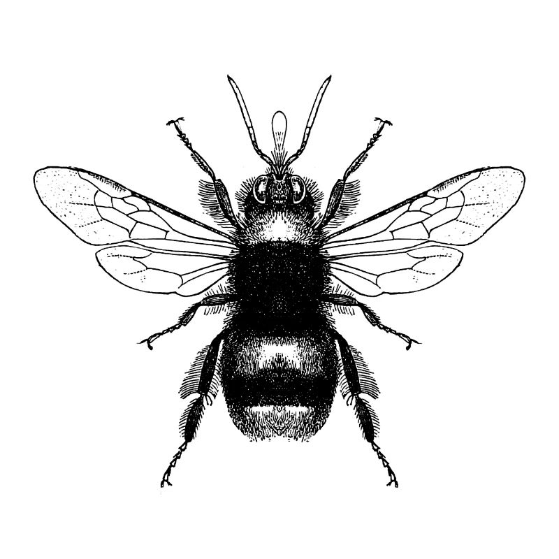 Hummel