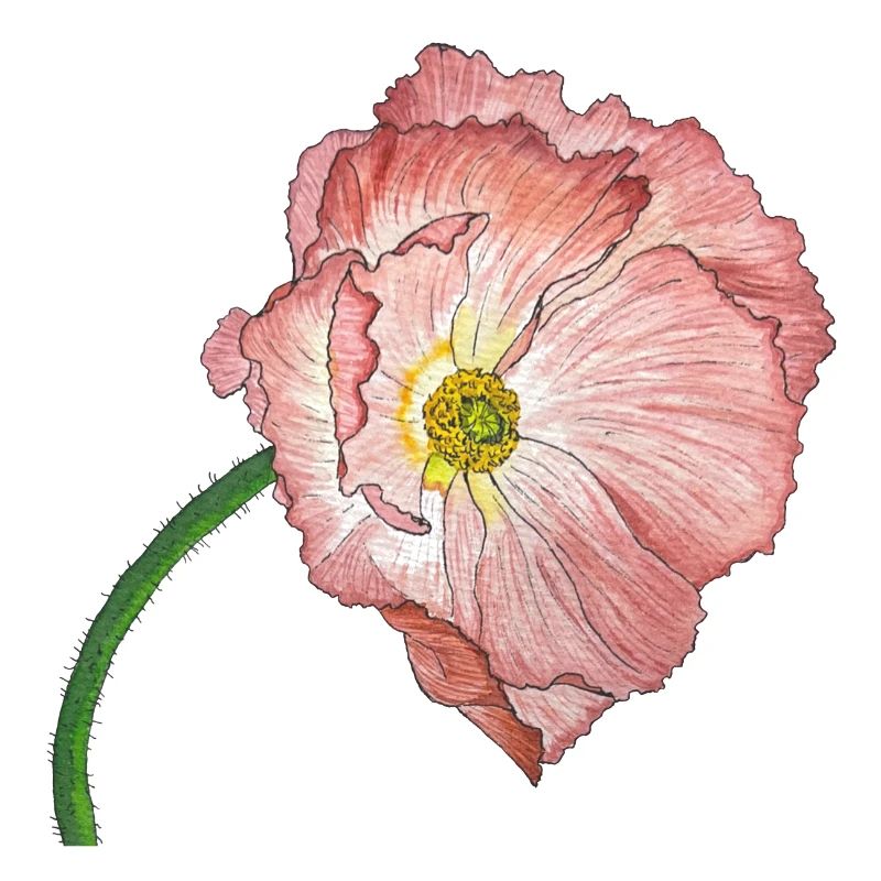 fleur de coquelicot rose
