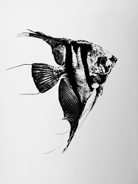 Scalaire / Poisson-ange / Graphique