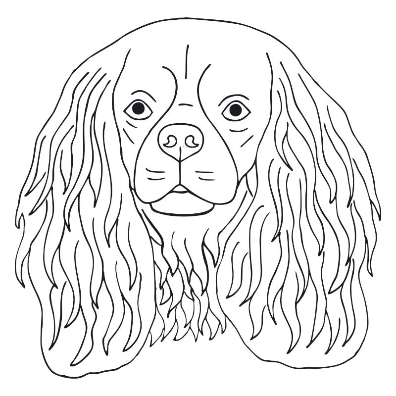 Cavalier King Charles Spaniel