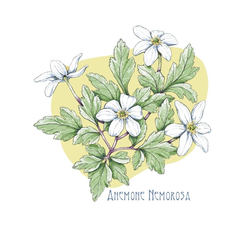 Dessin botanique de l’anémone