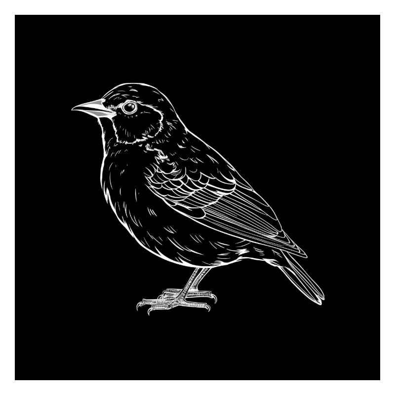 Oiseau, noir et blanc
