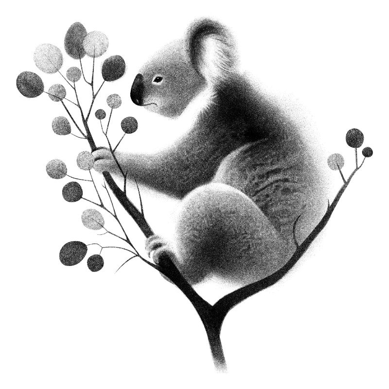 Koala