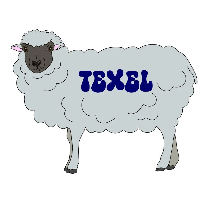 Texel Schaf