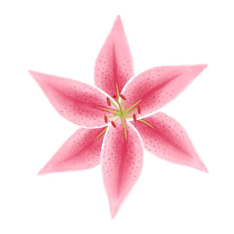 fleur de lys rose et blanche