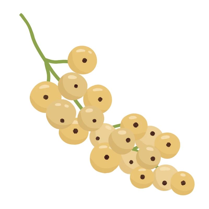 White Currant Bunch Illustration