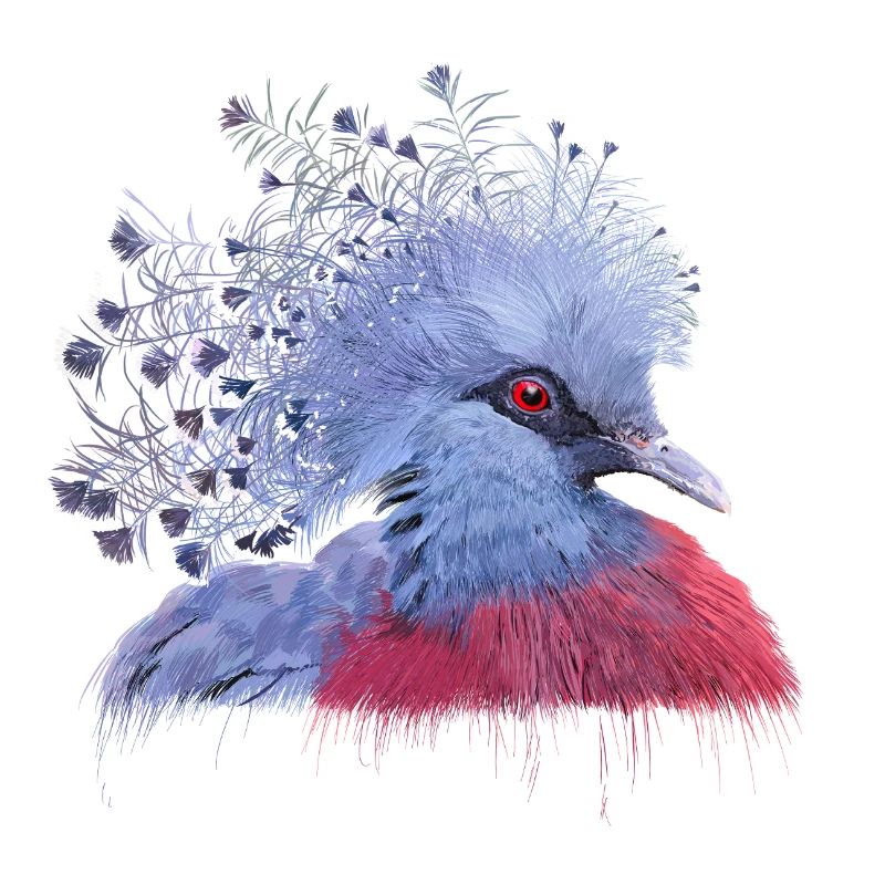 Pigeon couronné