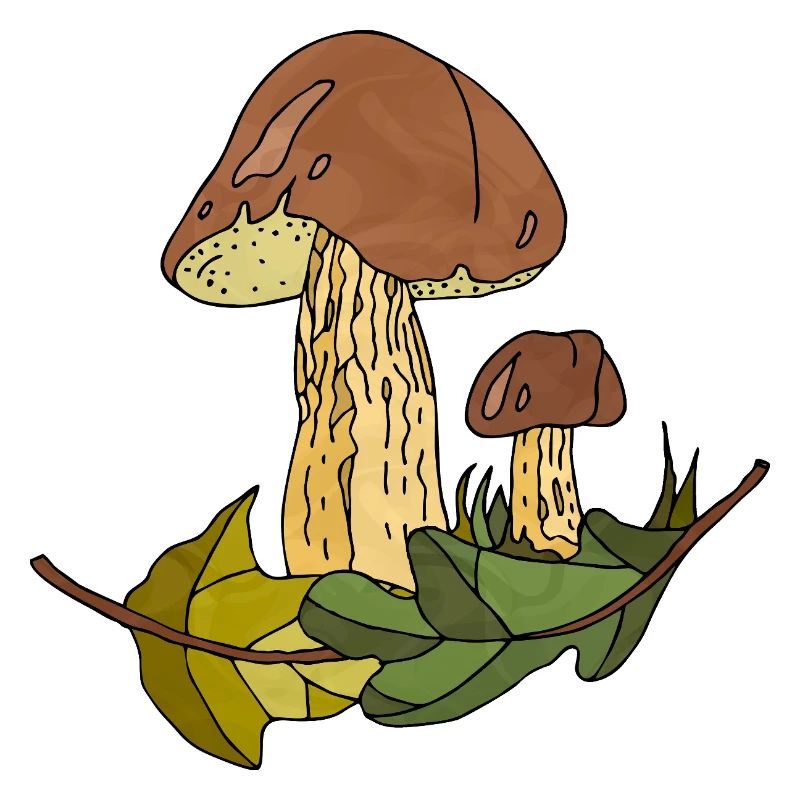 fungi