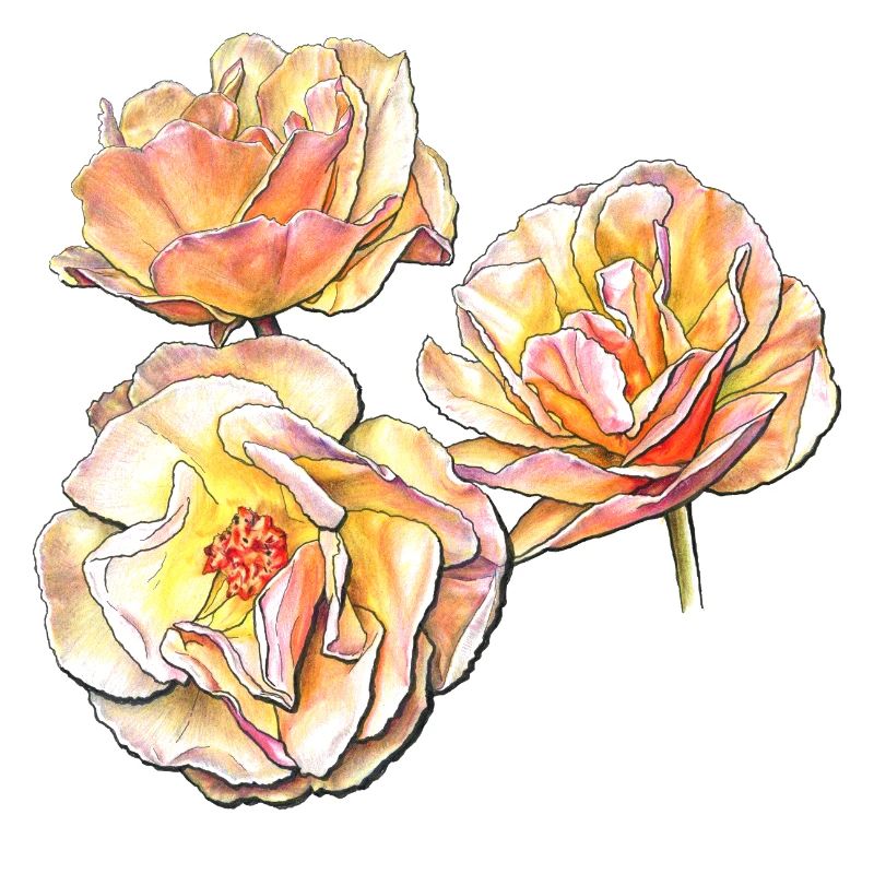 Trois fleurs de rose jaune rose dessin au crayon de couleur