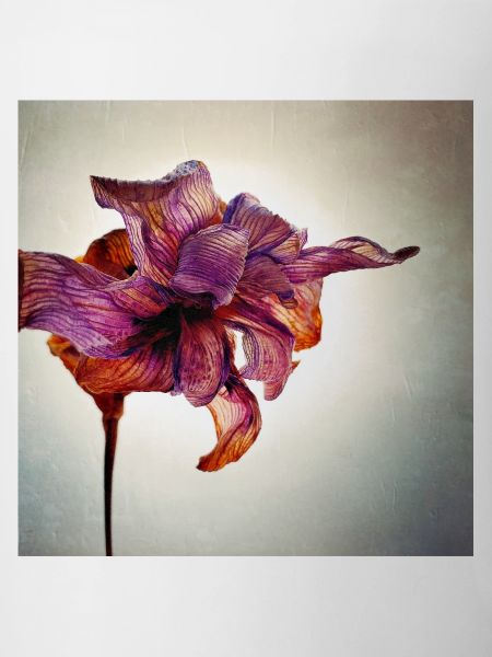 Fleur fanée