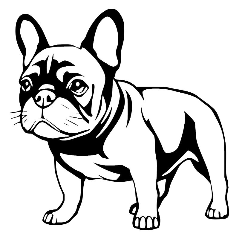 Bouledogue français noir et blanc