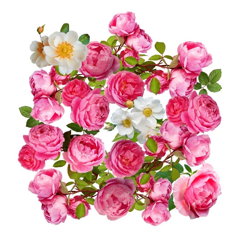 Rose Rose Mix Blossom Magic