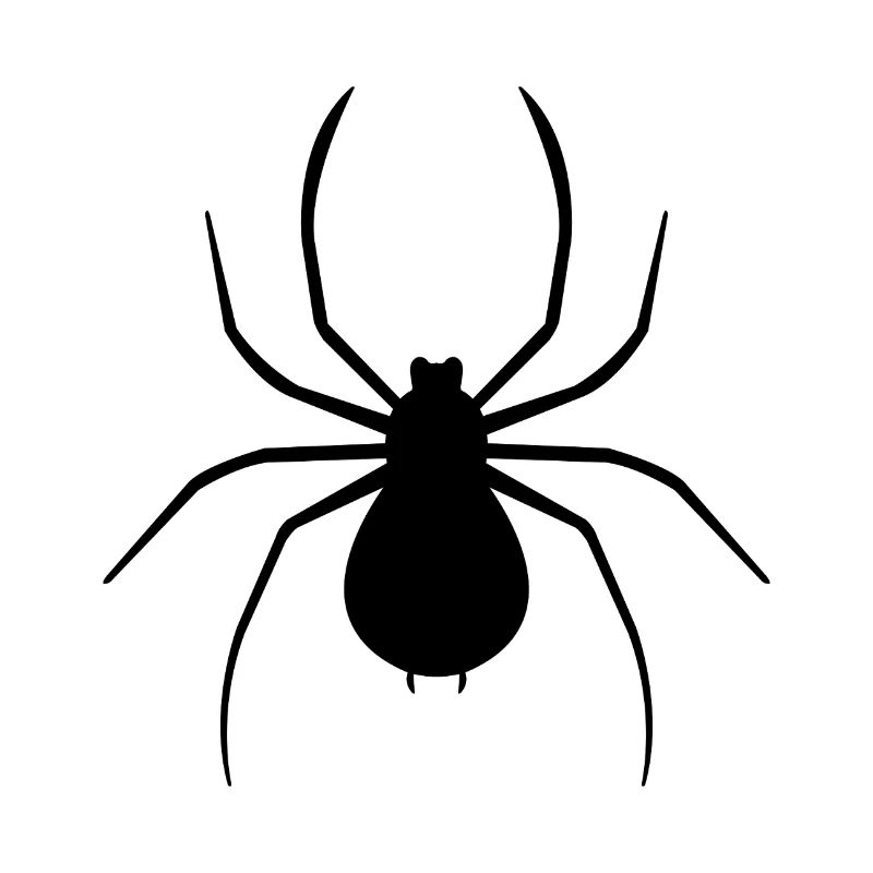 Spinne