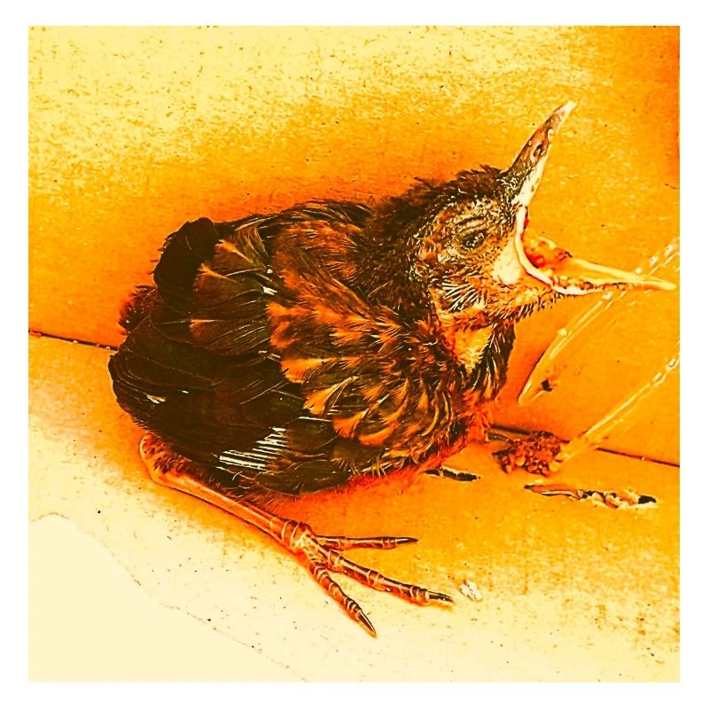 Hungrige Amsel