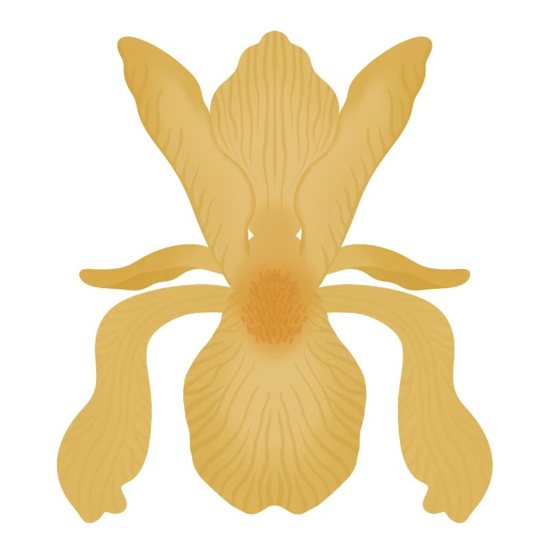 Golden Iris Bloom