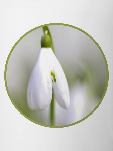Snowdrop Blossom White Bloom Early Bloomer
