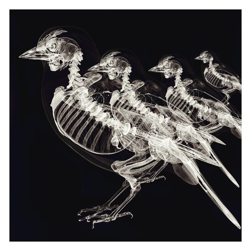 Squelettes d’oiseaux à rayons X