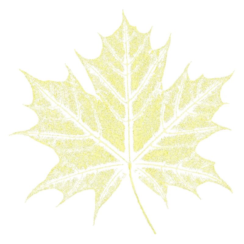 Feuille d’érable / Botanique - Naturelle