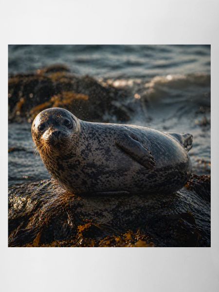 Robbe auf der Klippe am Meer