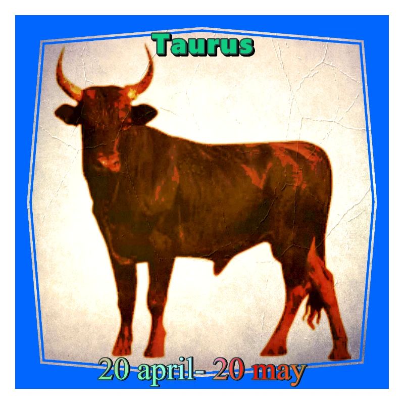 bull
