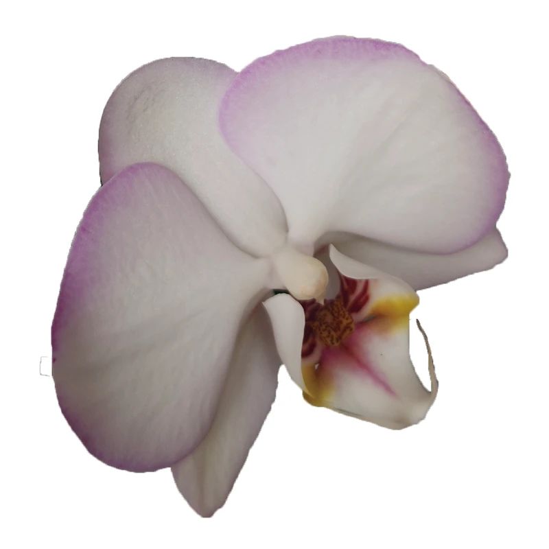 Elegant_Pale_Lavender_Phalaenopsis_Moth_Orchid