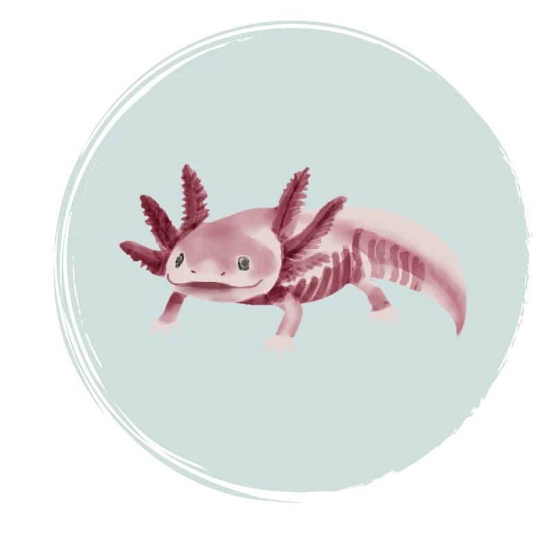 Pink Axolotl Skeleton Illustration