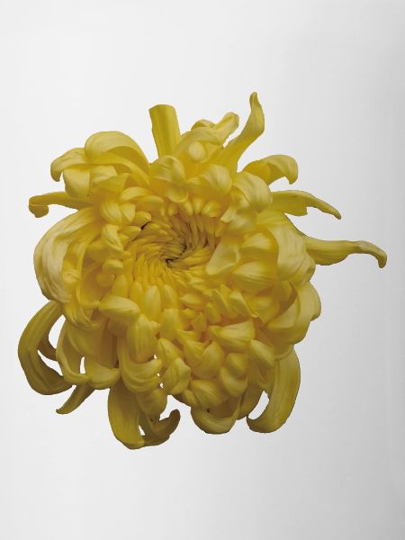 Vibrant_Yellow_Chrysanthemum_Flower