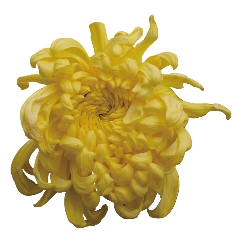 Vibrant_Yellow_Chrysanthemum_Flower