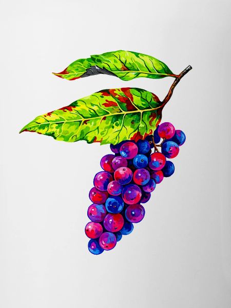 Bunte Weintrauben Illustration