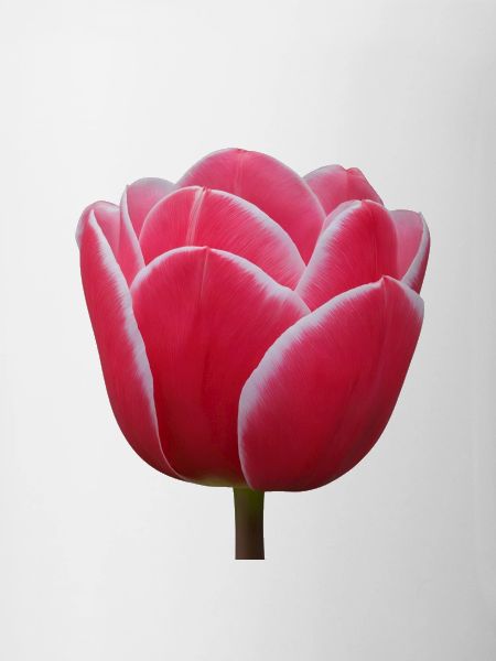Rosa Tulpenblüte