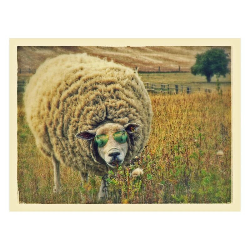 sheep