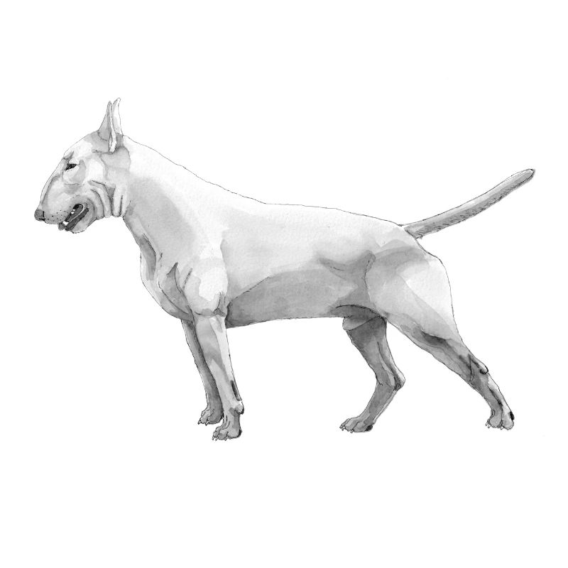 Bull terrier